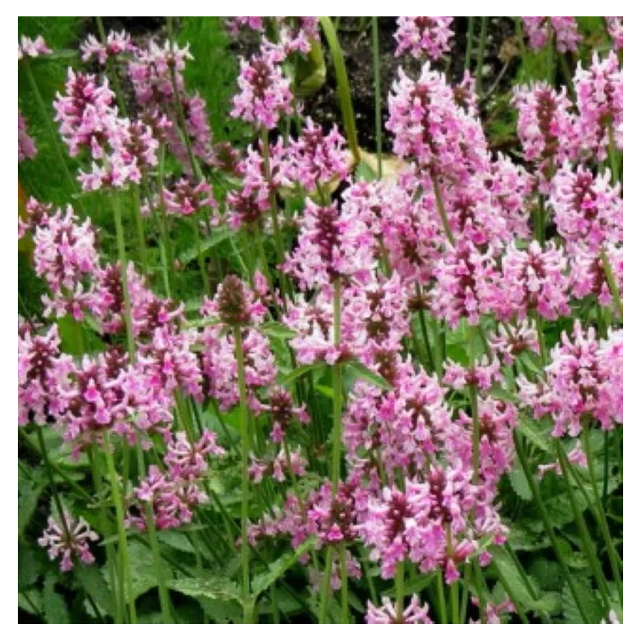 Stachys officinalis Pink Cotton Candy Czyściec lekarski- Rośliny od Ogrodnika Szkółka Barcikowscy