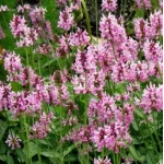 Stachys officinalis Pink Cotton Candy Czyściec lekarski- Rośliny od Ogrodnika Szkółka Barcikowscy