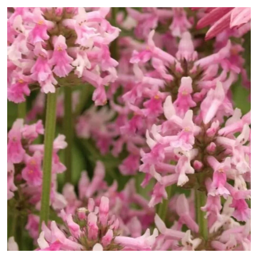 Stachys officinalis Pink Cotton Candy Czyściec lekarski- Rośliny od Ogrodnika Szkółka Barcikowscy