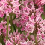 Stachys officinalis Pink Cotton Candy Czyściec lekarski- Rośliny od Ogrodnika Szkółka Barcikowscy