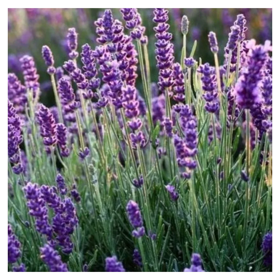 Lavandula angustifolia Avignon Blue Lawenda Wąskolistna- Rośliny od Ogrodnika Szkółka Barcikowscy