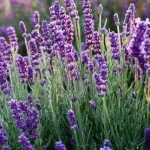 Lavandula angustifolia Avignon Blue Lawenda Wąskolistna- Rośliny od Ogrodnika Szkółka Barcikowscy