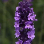 Lavandula angustifolia Avignon Blue Lawenda Wąskolistna- Rośliny od Ogrodnika Szkółka Barcikowscy