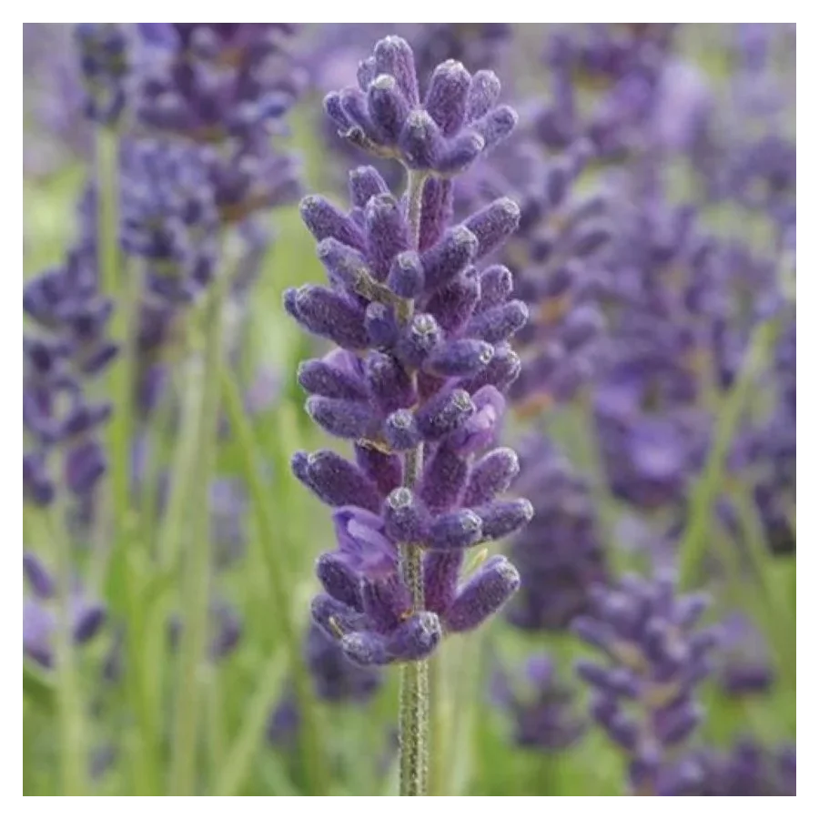 Lavandula angustifolia Avignon Blue Lawenda Wąskolistna- Rośliny od Ogrodnika Szkółka Barcikowscy