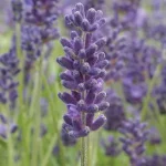 Lavandula angustifolia Avignon Blue Lawenda Wąskolistna- Rośliny od Ogrodnika Szkółka Barcikowscy