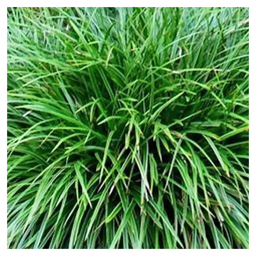 Carex oshimensis Evergreen Turzyca Oszimska- Rośliny od Ogrodnika Szkółka Barcikowscy