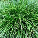 Carex oshimensis Evergreen Turzyca Oszimska- Rośliny od Ogrodnika Szkółka Barcikowscy