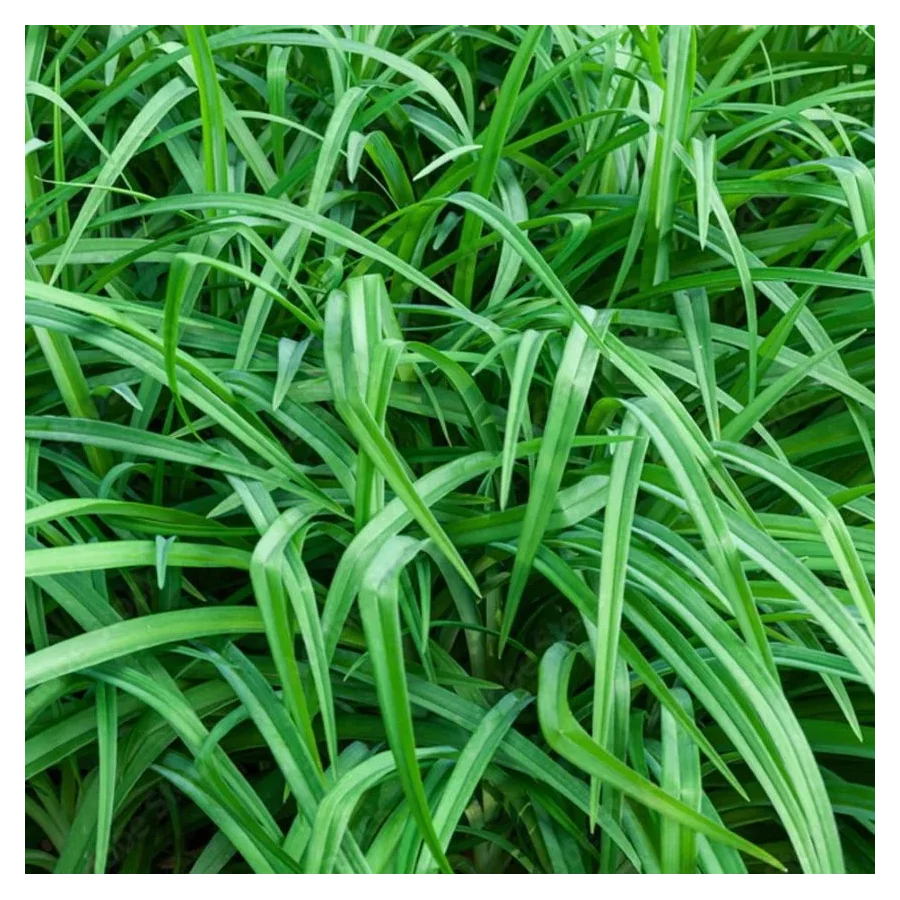 Carex oshimensis Evergreen Turzyca Oszimska- Rośliny od Ogrodnika Szkółka Barcikowscy