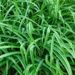 Carex oshimensis Evergreen Turzyca Oszimska- Rośliny od Ogrodnika Szkółka Barcikowscy