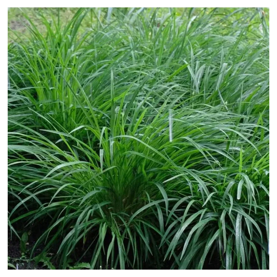 Carex oshimensis Evergreen Turzyca Oszimska- Rośliny od Ogrodnika Szkółka Barcikowscy
