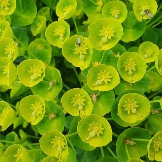 Euphorbia characias Wulfenii  Wilczomlecz- Rośliny od Ogrodnika Szkółka Barcikowscy