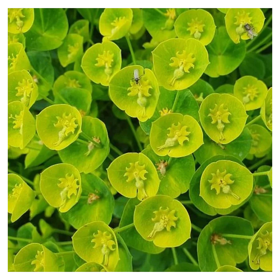 Euphorbia characias Wulfenii  Wilczomlecz- Rośliny od Ogrodnika Szkółka Barcikowscy