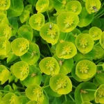 Euphorbia characias Wulfenii  Wilczomlecz- Rośliny od Ogrodnika Szkółka Barcikowscy