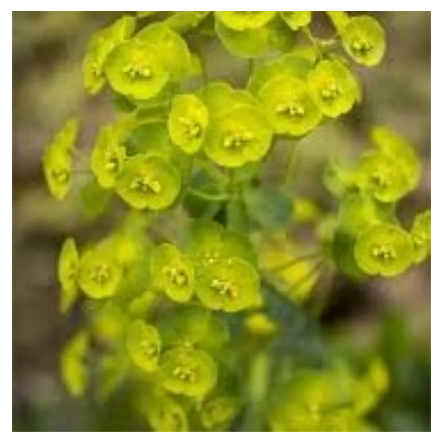 Euphorbia characias Wulfenii  Wilczomlecz- Rośliny od Ogrodnika Szkółka Barcikowscy