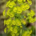 Euphorbia characias Wulfenii  Wilczomlecz- Rośliny od Ogrodnika Szkółka Barcikowscy