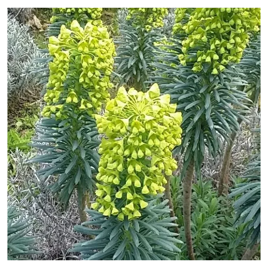 Euphorbia characias Wulfenii  Wilczomlecz- Rośliny od Ogrodnika Szkółka Barcikowscy