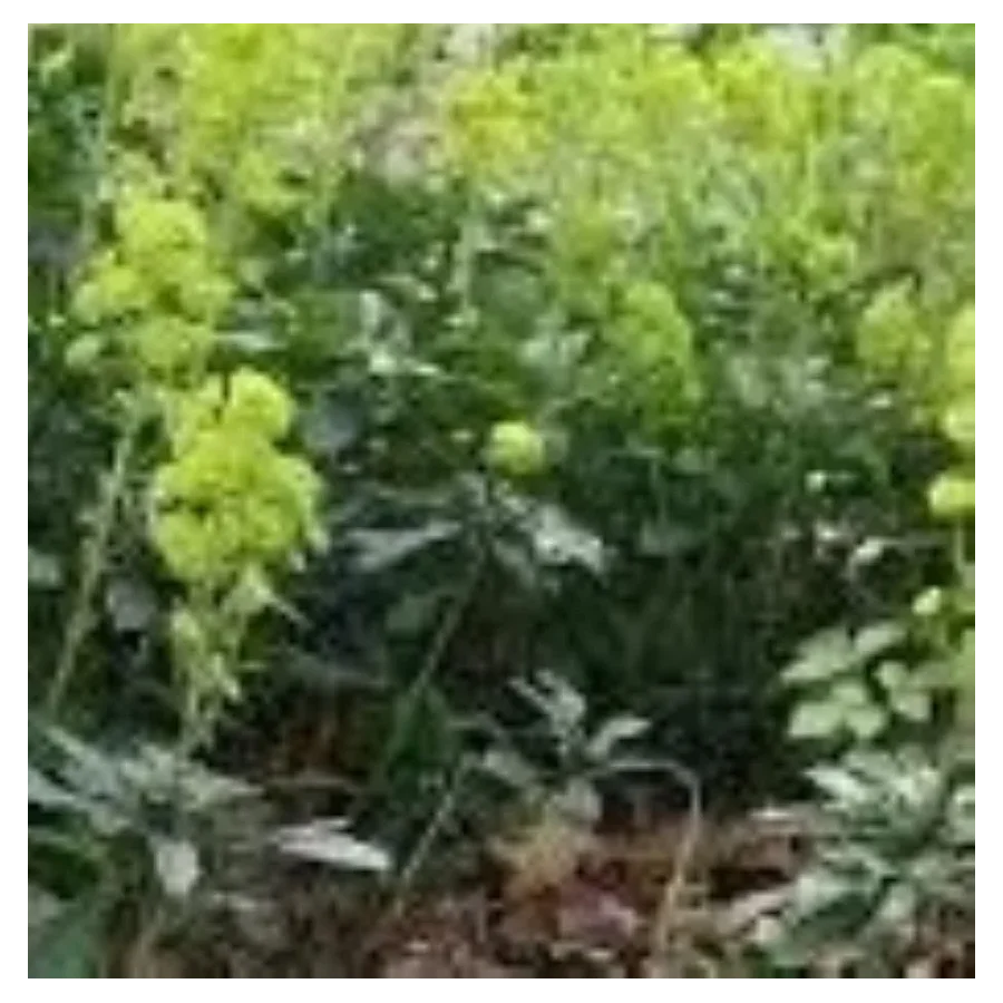 Euphorbia amygdaloides Robbiae Wilczomlecz migdałolistny- Rośliny od Ogrodnika Szkółka Barcikowscy