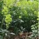 Euphorbia amygdaloides Robbiae Wilczomlecz migdałolistny- Rośliny od Ogrodnika Szkółka Barcikowscy