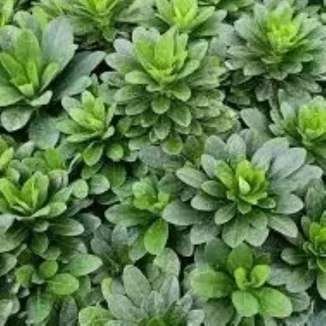 Euphorbia amygdaloides Robbiae Wilczomlecz migdałolistny- Rośliny od Ogrodnika Szkółka Barcikowscy