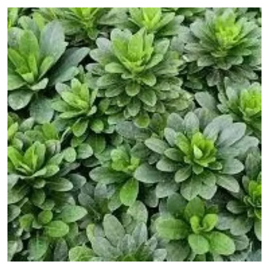 Euphorbia amygdaloides Robbiae Wilczomlecz migdałolistny- Rośliny od Ogrodnika Szkółka Barcikowscy