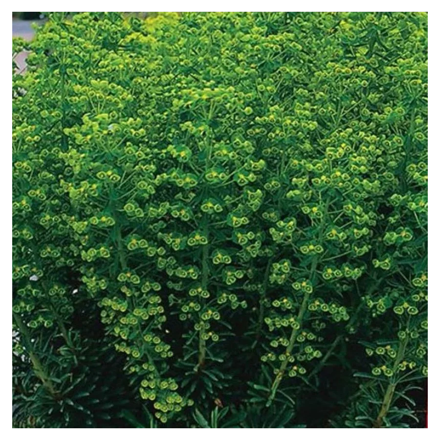 Euphorbia amygdaloides Robbiae Wilczomlecz migdałolistny- Rośliny od Ogrodnika Szkółka Barcikowscy