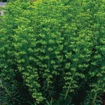 Euphorbia amygdaloides Robbiae Wilczomlecz migdałolistny- Rośliny od Ogrodnika Szkółka Barcikowscy