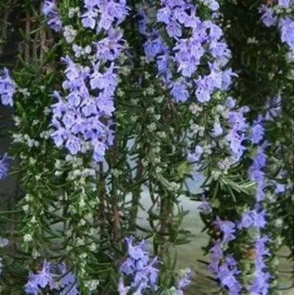 Rosmarinus officinalis Capri Rozmaryn lekarski- Rośliny od Ogrodnika Szkółka Barcikowscy