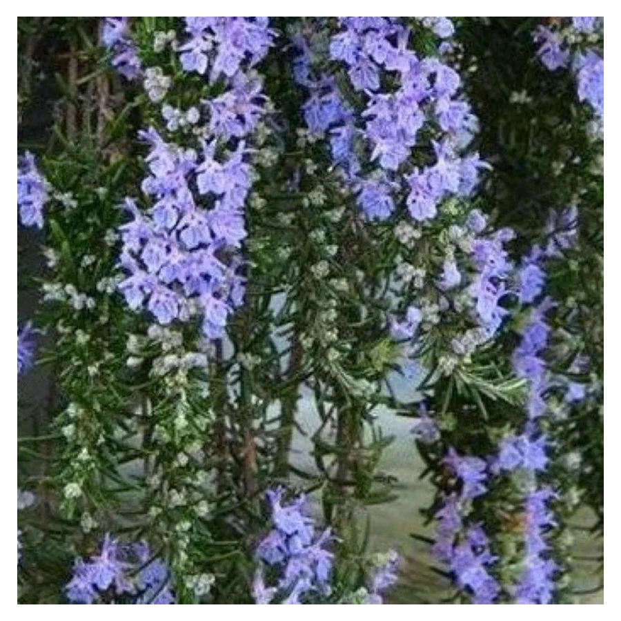 Rosmarinus officinalis Capri Rozmaryn lekarski- Rośliny od Ogrodnika Szkółka Barcikowscy