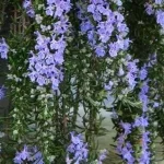 Rosmarinus officinalis Capri Rozmaryn lekarski- Rośliny od Ogrodnika Szkółka Barcikowscy