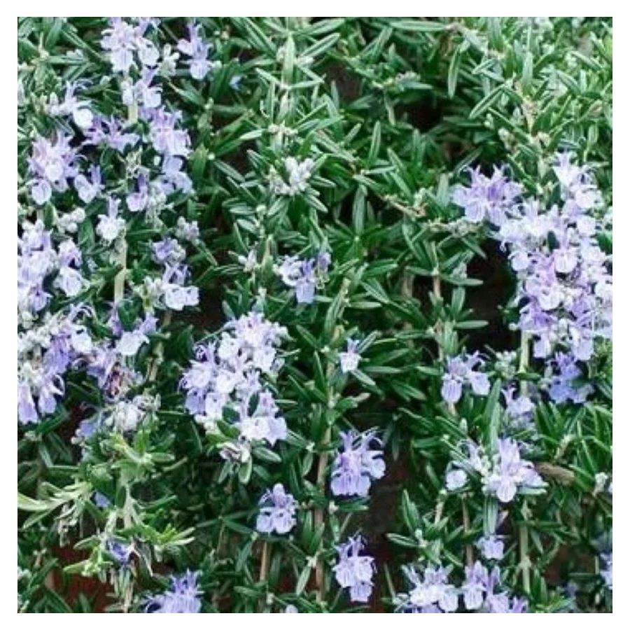 Rosmarinus officinalis Capri Rozmaryn lekarski- Rośliny od Ogrodnika Szkółka Barcikowscy