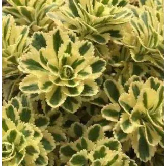 Sedum takesimense Atlantis Rozchodnik- Rośliny od Ogrodnika Szkółka Barcikowscy