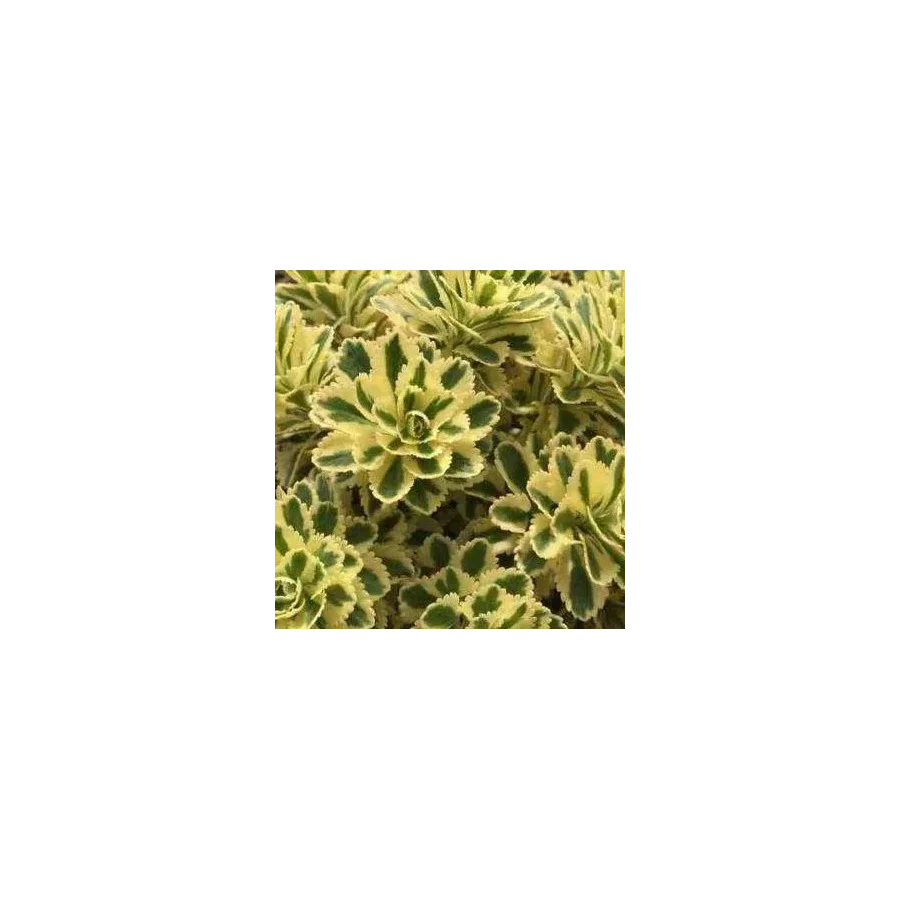 Sedum takesimense Atlantis Rozchodnik- Rośliny od Ogrodnika Szkółka Barcikowscy