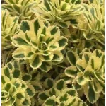 Sedum takesimense Atlantis Rozchodnik- Rośliny od Ogrodnika Szkółka Barcikowscy