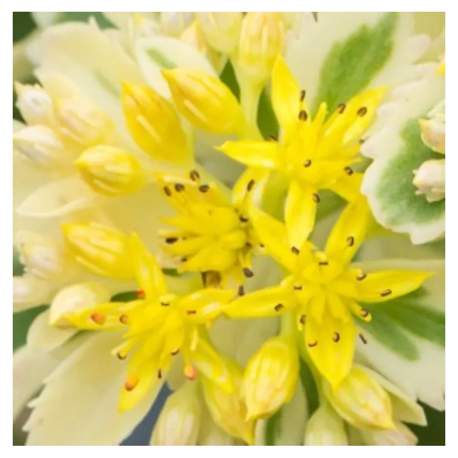 Sedum takesimense Atlantis Rozchodnik- Rośliny od Ogrodnika Szkółka Barcikowscy