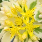 Sedum takesimense Atlantis Rozchodnik- Rośliny od Ogrodnika Szkółka Barcikowscy