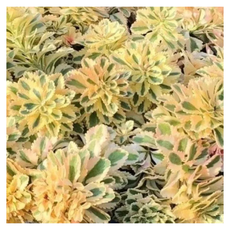 Sedum takesimense Atlantis Rozchodnik- Rośliny od Ogrodnika Szkółka Barcikowscy