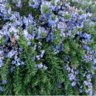 Rosmarinus officinalis Prostratus Rozmaryn lekarski- Rośliny od Ogrodnika Szkółka Barcikowscy