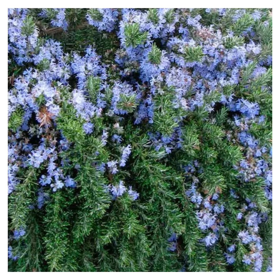 Rosmarinus officinalis Prostratus Rozmaryn lekarski- Rośliny od Ogrodnika Szkółka Barcikowscy