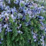 Rosmarinus officinalis Prostratus Rozmaryn lekarski- Rośliny od Ogrodnika Szkółka Barcikowscy