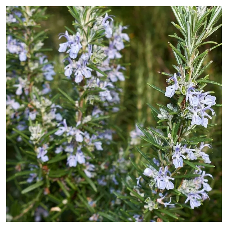 Rosmarinus officinalis Prostratus Rozmaryn lekarski- Rośliny od Ogrodnika Szkółka Barcikowscy