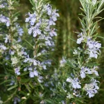 Rosmarinus officinalis Prostratus Rozmaryn lekarski- Rośliny od Ogrodnika Szkółka Barcikowscy