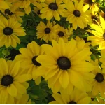 Rudbeckia SmileyZ  Sun Rudbekia błyskotliwa-Rośliny od Ogrodnika Szkółka Barcikowscy
