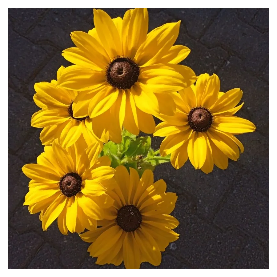 Rudbeckia SmileyZ  Sun Rudbekia błyskotliwa-Rośliny od Ogrodnika Szkółka Barcikowscy