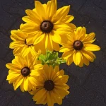 Rudbeckia SmileyZ  Sun Rudbekia błyskotliwa-Rośliny od Ogrodnika Szkółka Barcikowscy