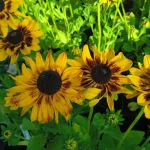 Rudbeckia SmileyZ Giggling Rudbekia- Rośliny od Ogrodnika Szkółka Barcikowscy