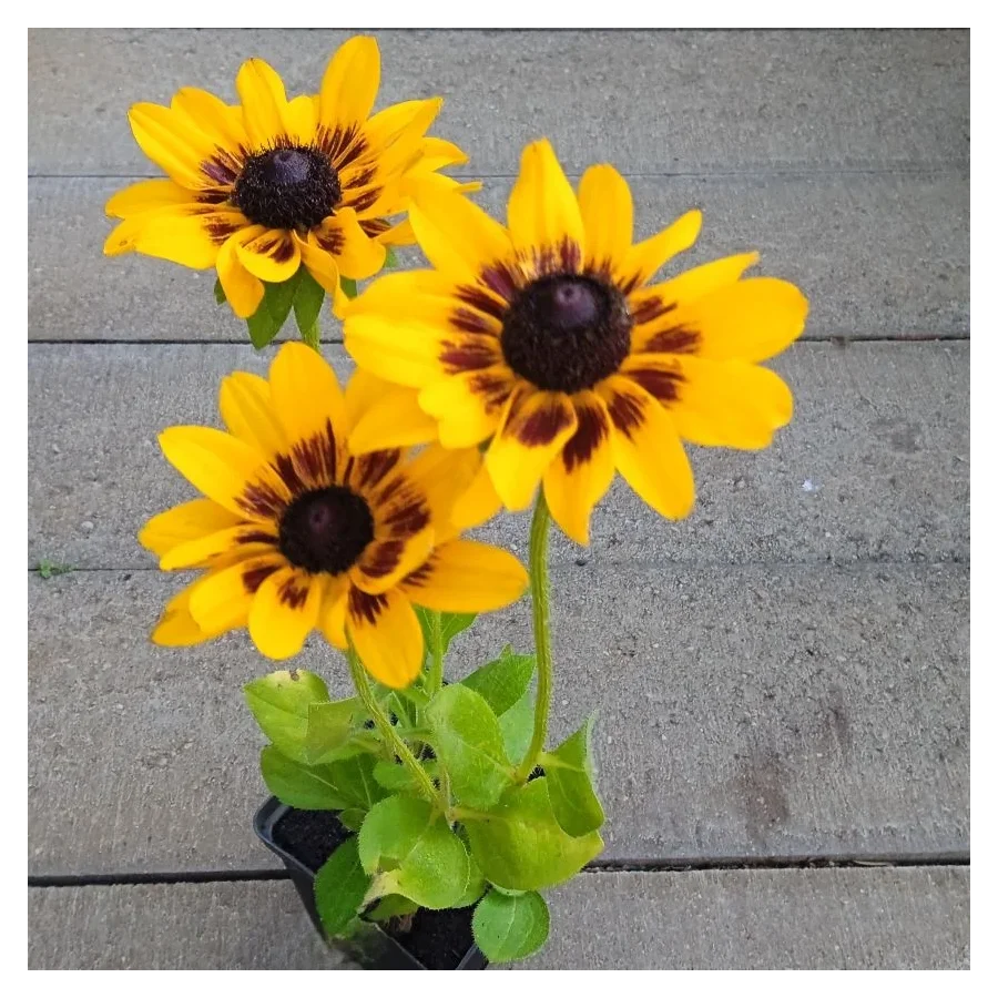 Rudbeckia SmileyZ Giggling Rudbekia- Rośliny od Ogrodnika Szkółka Barcikowscy