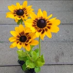 Rudbeckia SmileyZ Giggling Rudbekia- Rośliny od Ogrodnika Szkółka Barcikowscy