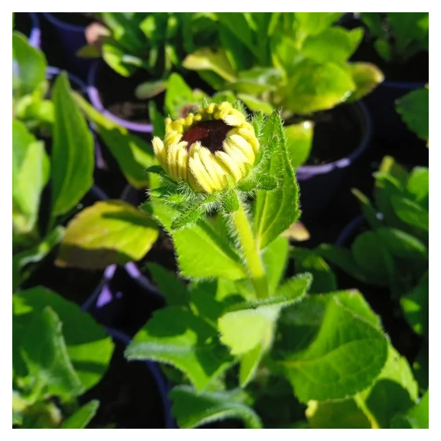 Rudbeckia SmileyZ Kissing Rudbekia błyskotliwa-Rośliny od Ogrodnika Szkółka Barcikowscy