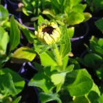 Rudbeckia SmileyZ Kissing Rudbekia błyskotliwa-Rośliny od Ogrodnika Szkółka Barcikowscy