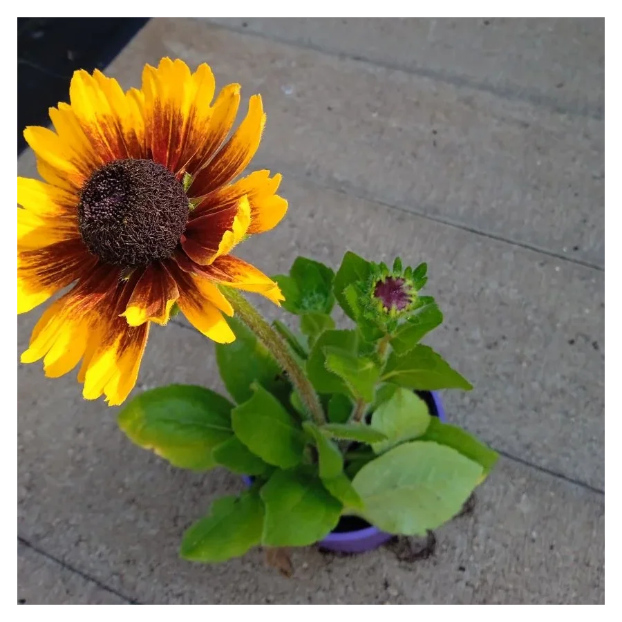 Rudbeckia SmileyZ Kissing Rudbekia błyskotliwa-Rośliny od Ogrodnika Szkółka Barcikowscy